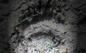 Bear Print