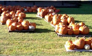 Christ Episcopal Church - Annual Pumpkin Patch