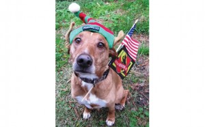 New Bern Now's Mascot Boo is ready to enjoy holiday festivities!