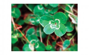 four_leaf_clover