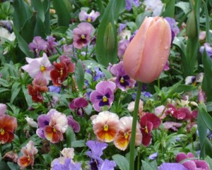 A pink tulip rises above a bed of pansies as Garden Lover’s Weekend at Tryon Palace draws closer