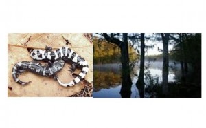 Marbled Salamander and Swift Creek