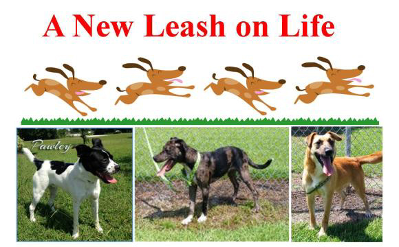 leash of life dogs for adoption