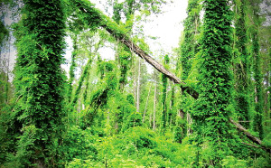 Croatan National Forest