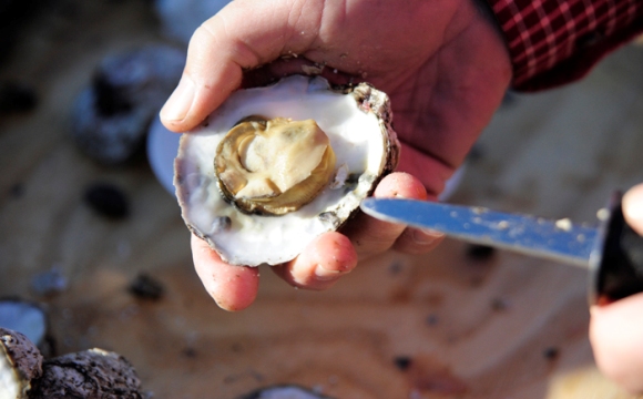 Great Oyster Revival