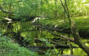 Island Creek Trail in the Croatan National Forest. (Wendy Card)