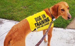Dog In Training Vest