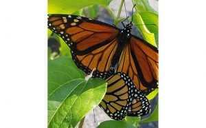 Save the Monarchs