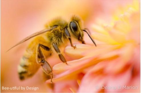 Bee-utiful by Design © Deana Marion