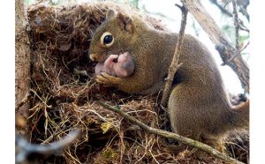 Red Squirrel