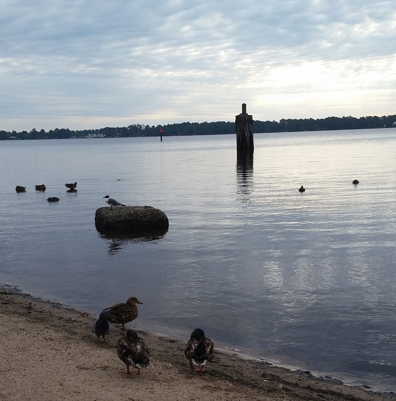 Ducks at Union Point Park