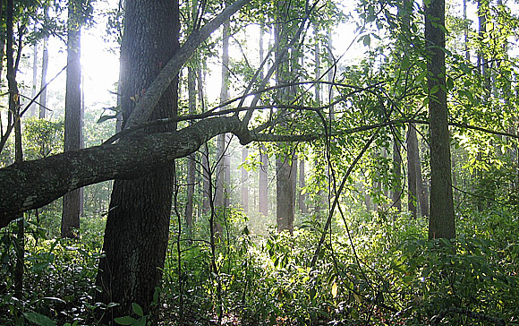 Croatan National Forest