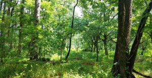 Croatan National Forest