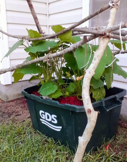 Zucchini Trellis