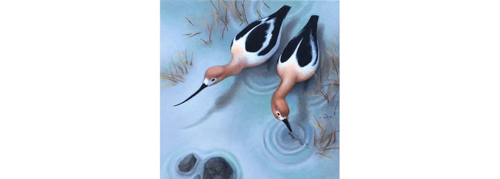 Critters 2019 - American Avocets by Margaret King