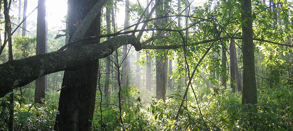 Croatan National Forest (photo by Wendy Card)