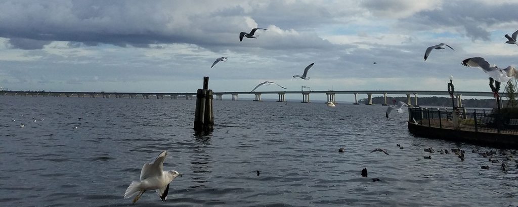 Gulls at Union Point Park