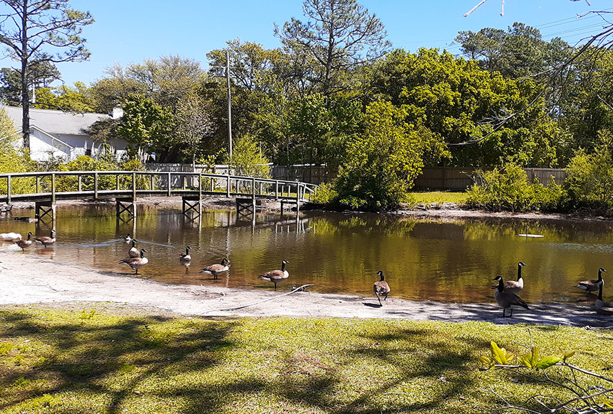 Outerbanks Wildlife Shelter