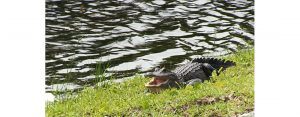 Alligator