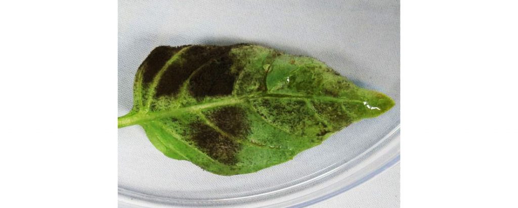 Basil Downy Mildew