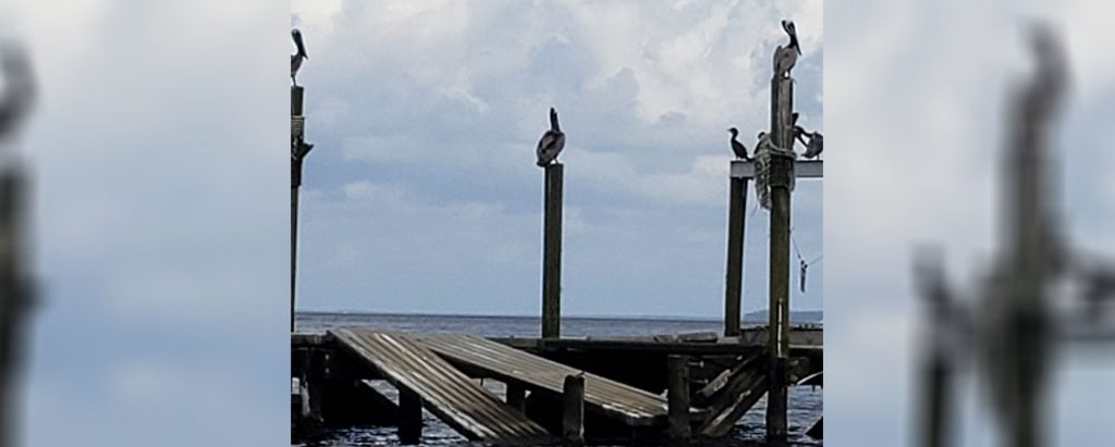 Pelicans on the Neuse
