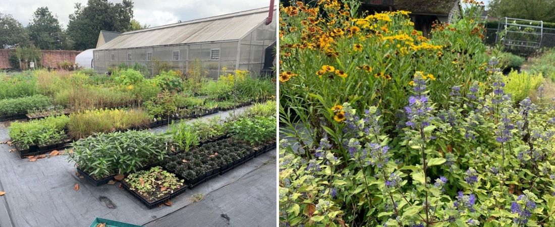 Beds of flowers and plants