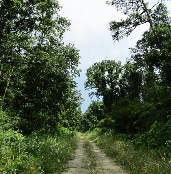 Take a walk in the croatan national forest