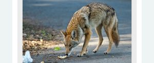 Coyote Photo by: Shutterstock, Matt Knoth