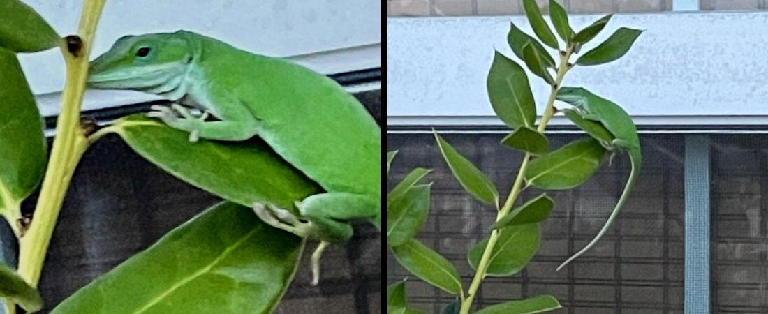 Two green lizards