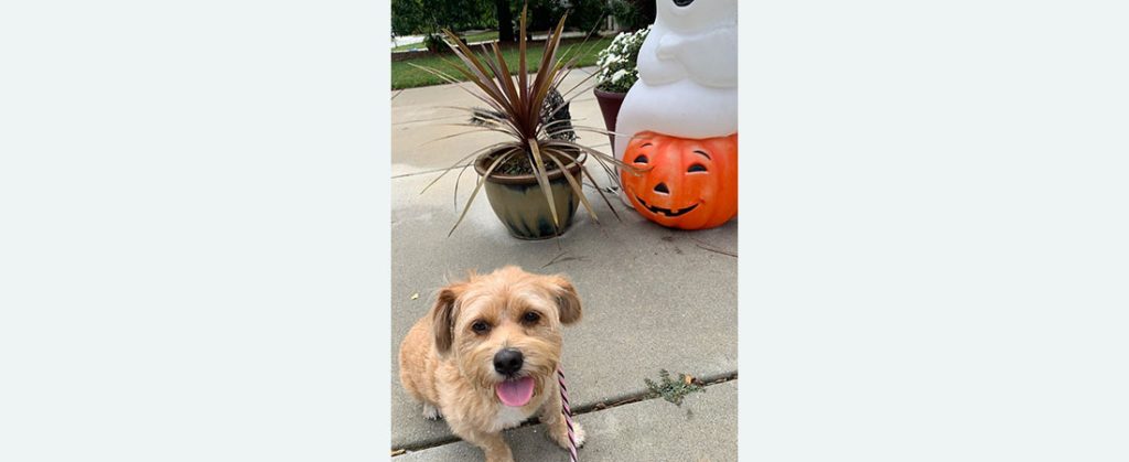 Keep your pets safe during halloween