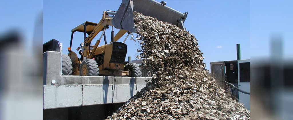 Recycling Oyster Shells for Reefs in Ocean NC