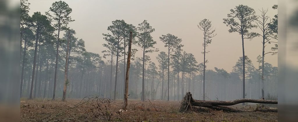 Fire in the Croatan National Forest