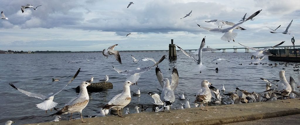 Birds at Union Point Park in New Bern NC