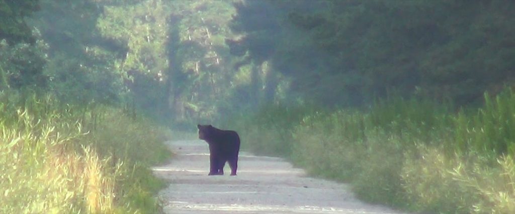 black bears in new bern nc  New Bern's Local News and Information