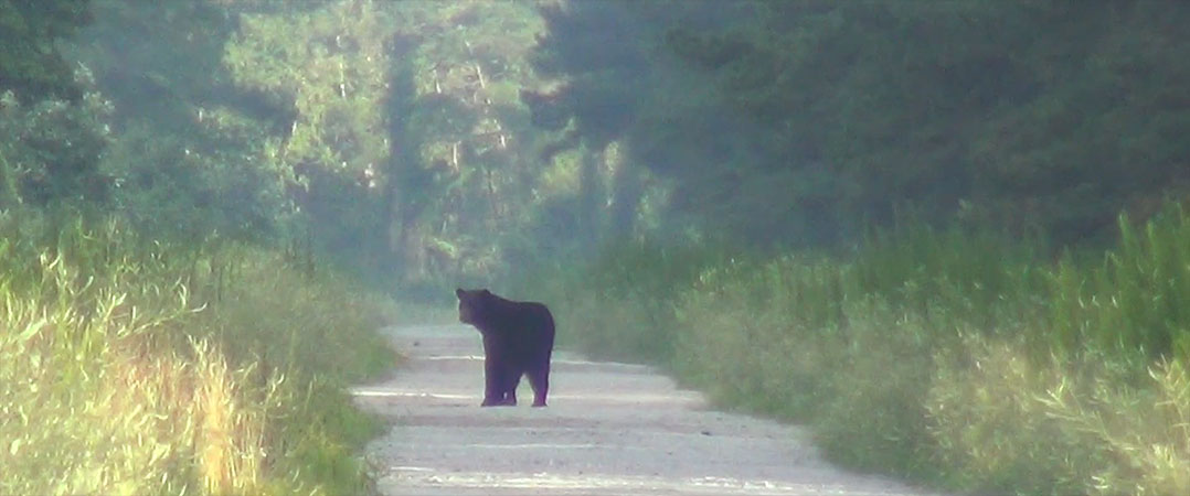 Black Bear in the Croatan National Forest