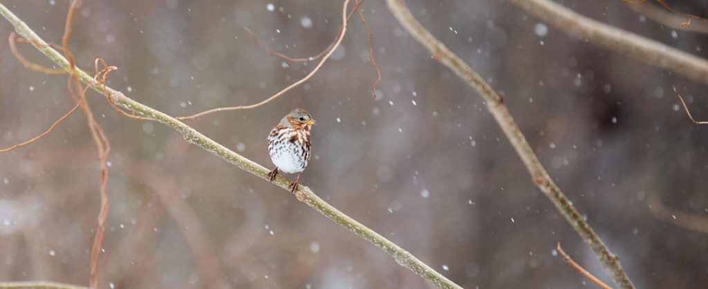 Fox Sparrow rests on a snowy tree limb
