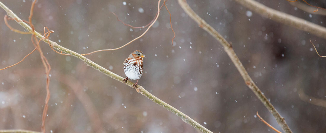 Fox Sparrow Fox Sparrow rests on a snowy tree limb