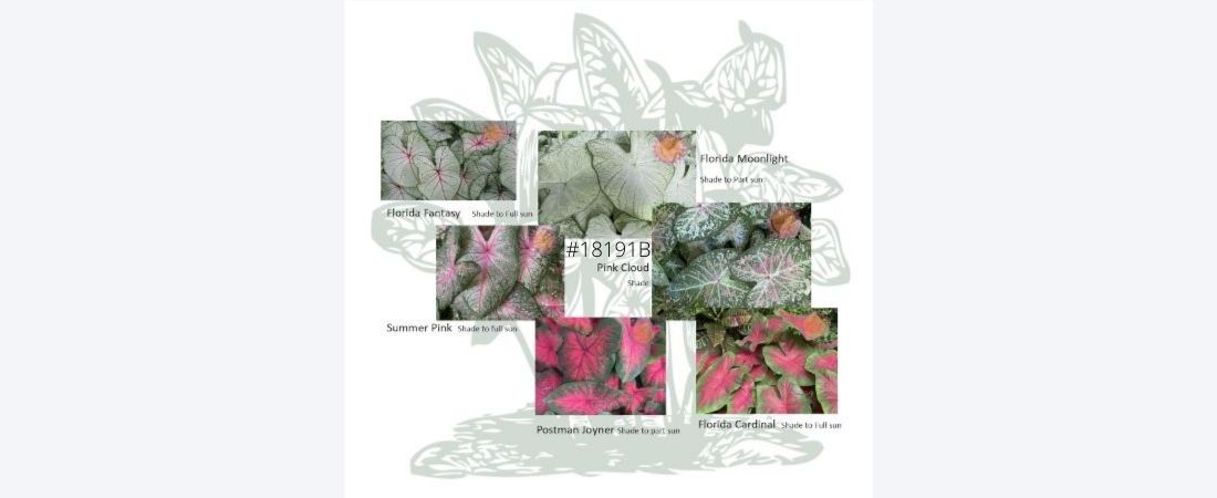 Photos of caladium