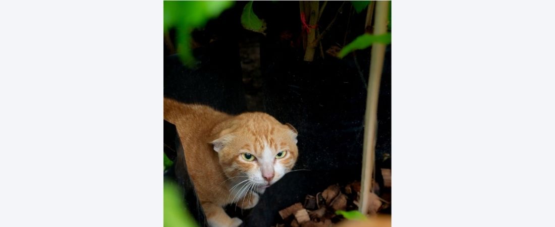 Orange cat in plants