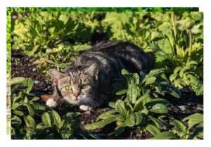 Tabby cat in plants