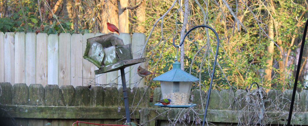 Cardinals and Painted Bunting