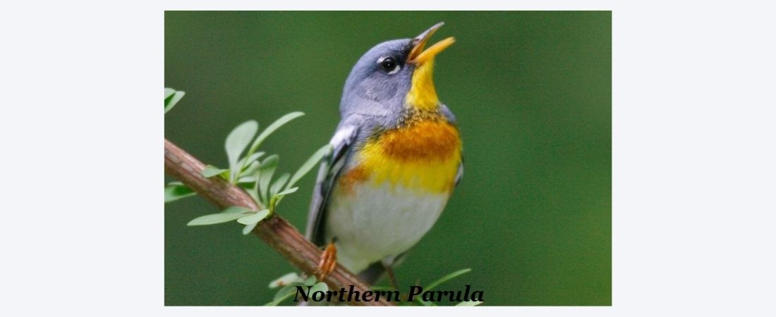 Northern Parula on branch singing