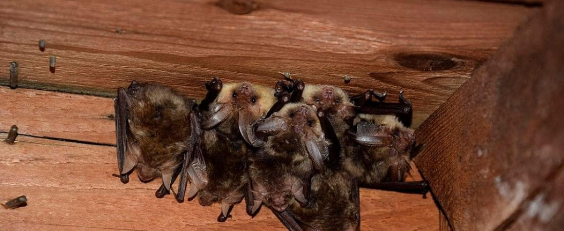 Bats Roosting in house attic