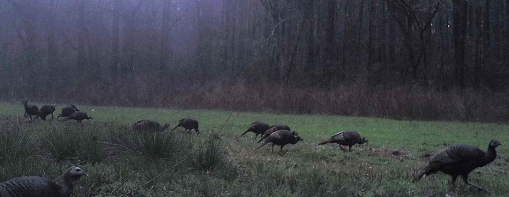 Wild Turkey Flock in the Croatan National Forest