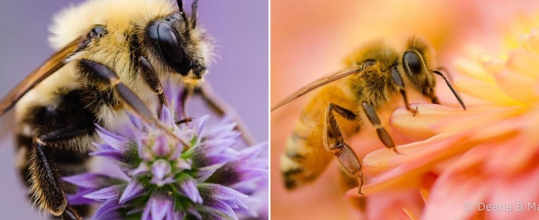 Photo of bees on flowers