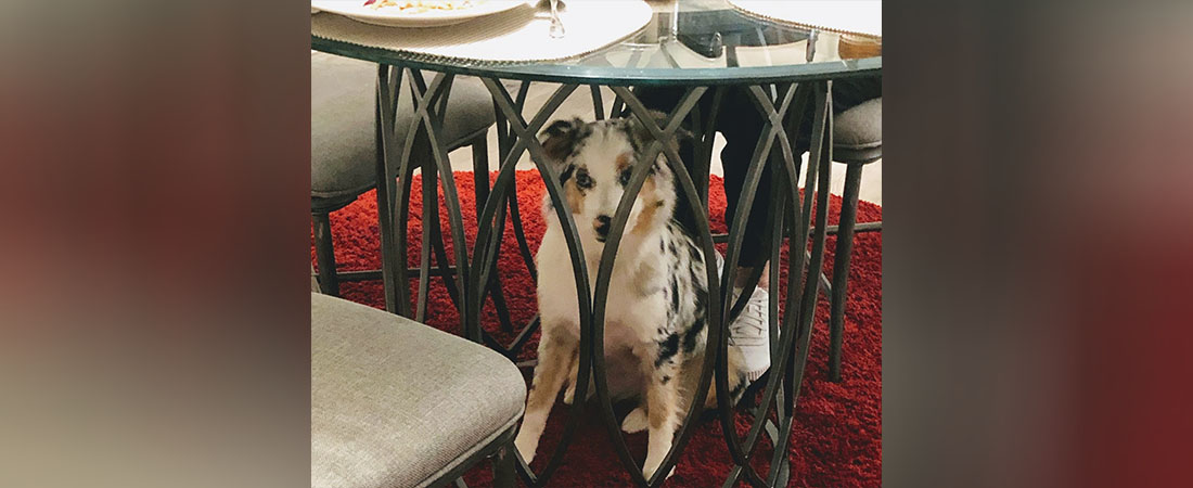 Dog under a table