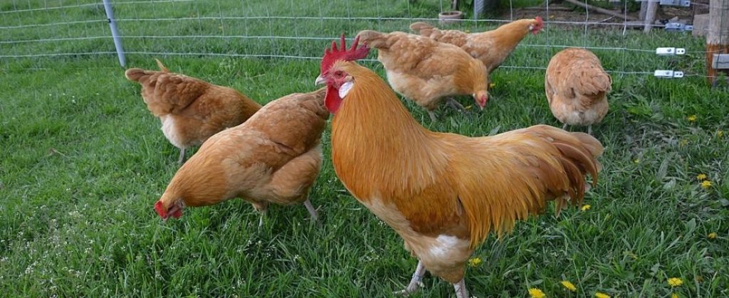 Rooster and Hens in fenced-yard