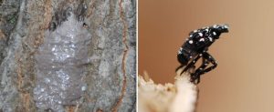 Spotted Lantern Fly in North Carolina