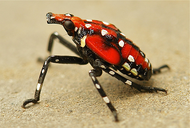 Spotted Lanternfly