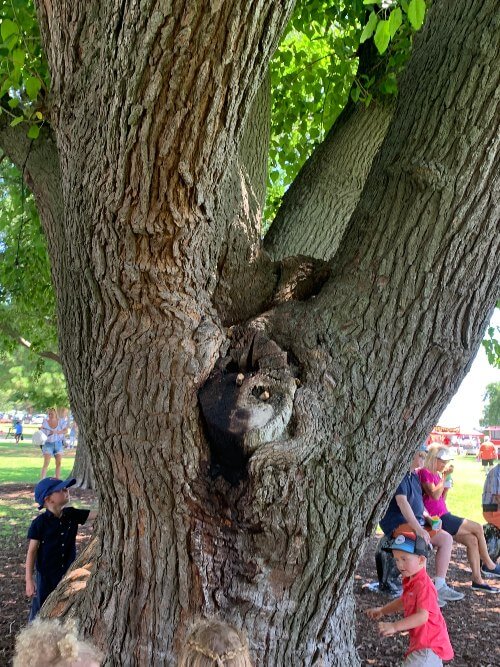 Raccoon tree - Union Point